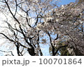 桜 100701864