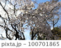 桜 100701865