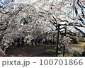 桜 100701866