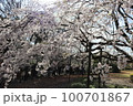 桜 100701867