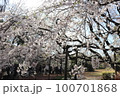 桜 100701868