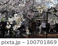桜 100701869