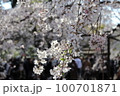 桜 100701871
