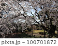 桜 100701872
