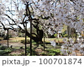 桜 100701874
