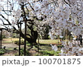 桜 100701875