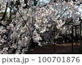 桜 100701876