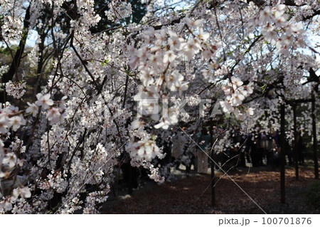 桜 100701876