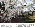 桜 100701877