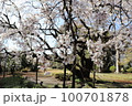 桜 100701878