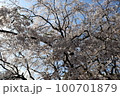 桜 100701879