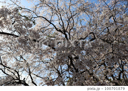 桜 100701879
