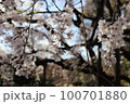 桜 100701880