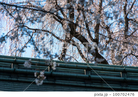 妙福寺の桜 100702476