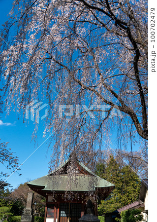 妙福寺の桜 妙福寺の桜 100702479