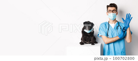 Funny black pug dog wearing medical mask, sitting near handsome veterinarian doctor putting on gloves for examination, white background 100702800