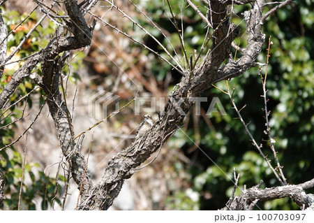 かわいいキツツキ、コゲラちゃん 100703097