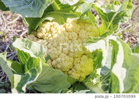 カリフラワー　花キャベツ　穫れたて野菜　健康野菜　イメージ素材 100703099