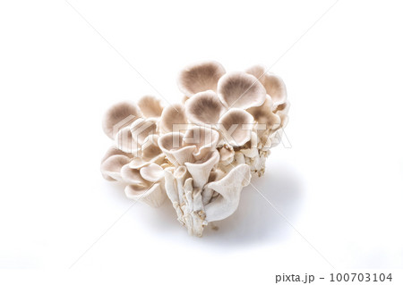 うすひらたけ　薄平茸　平茸　食用きのこ　ウスヒラタケ　ひらたけ　健康食材　 100703104