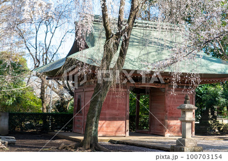 妙福寺の枝垂れ桜 100703154