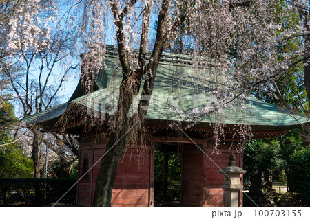 妙福寺の枝垂れ桜 100703155