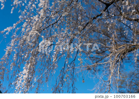 青空と枝垂れ桜 青空と枝垂れ桜 100703166