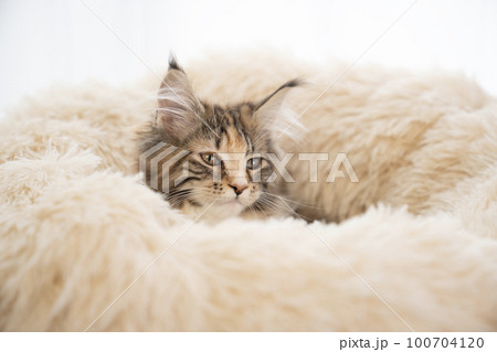 白いフカフカのベッドに入ったメインクーンの仔猫 白いフカフカのベッドに入ったメインクーンの仔猫 100704120