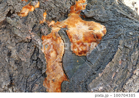 fungus on a tree trunk outdoor. Fungal disease. Close-up 100704385