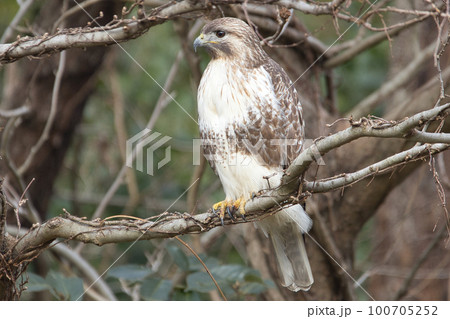 木の上に止まる大型のタカのノスリ 木の上に止まる大型のタカのノスリ 100705252