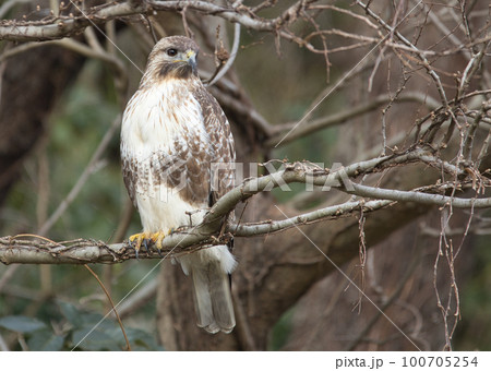 木の上に止まる大型のタカのノスリ 100705254