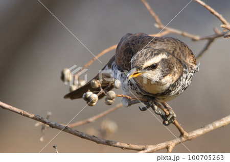 木の上で木の実を食べようとする冬鳥のツグミ 100705263