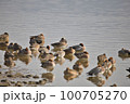 群れで眠るヒドリガモ 100705270