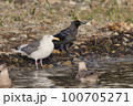知床のカモメとカラスのペア 100705271