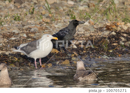 知床のカモメとカラスのペア 知床のカモメとカラスのペア 100705271