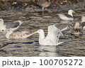 知床のカモメの群れ 100705272