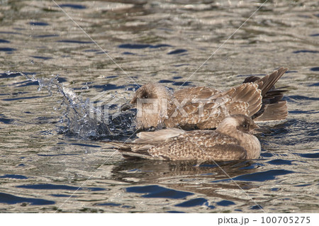暴れる知床のカモメのヒナ 暴れる知床のカモメのヒナ 100705275