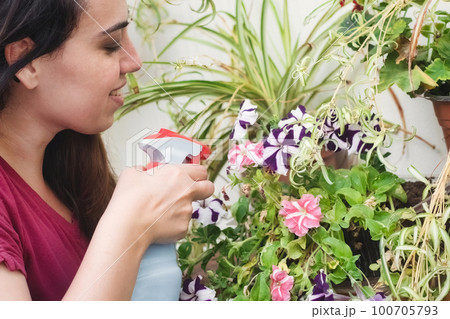 A young woman taking care of her garden, spraying water onto houseplant petunias in pots at home A young woman taking care of her garden, spraying water onto houseplant petunias in pots at home 100705793