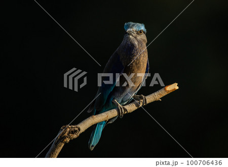 Indian Roller on the branch tree (Animal Portrait) 100706436