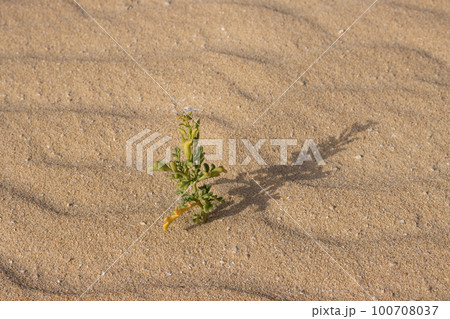 Plant in a desert sand, Fuerteventura Plant in a desert sand, Fuerteventura 100708037