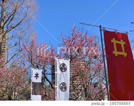 青空と紅梅と幟旗〈岡崎公園/愛知県岡崎市〉 青空と紅梅と幟旗〈岡崎公園/愛知県岡崎市〉 100708805