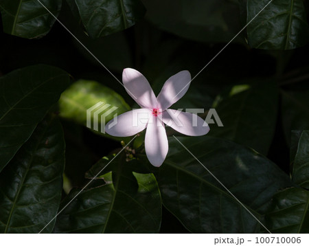 Nature light and shadow art on Kopsia fruticosa flower isolated on dark background. Nature light and shadow art on Kopsia fruticosa flower isolated on dark background. 100710006