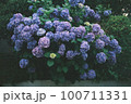 紫陽花 100711331