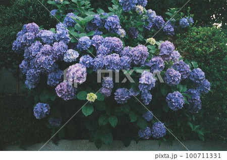 紫陽花 100711331