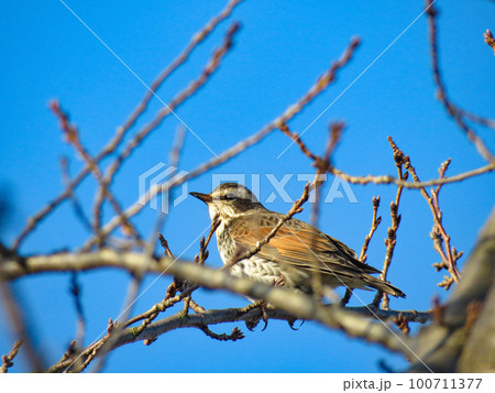枝に留まるツグミ 100711377