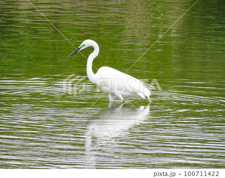 川を歩くダイサギ 川を歩くダイサギ 100711422