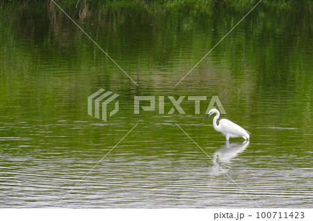 川を歩くダイサギ 100711423