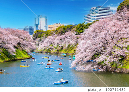 東京　千鳥ヶ淵の桜 100711482