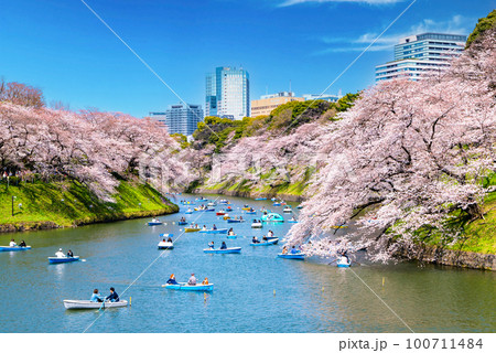 東京 千鳥ヶ淵の桜 東京 千鳥ヶ淵の桜 100711484