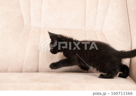 Little black Maine coon kitten running on a beige couch 100711566