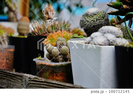 植木鉢に入った植物 植木鉢に入った植物 100712145